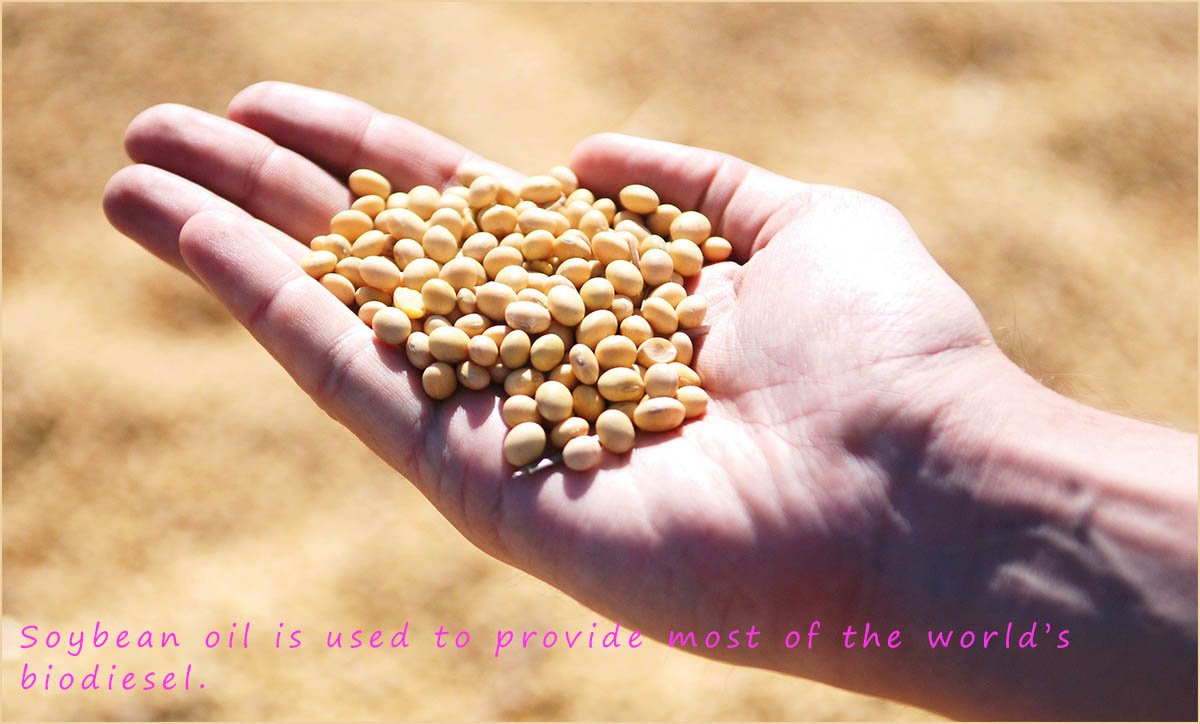 soybean oil is the main oil used to make biodiesel